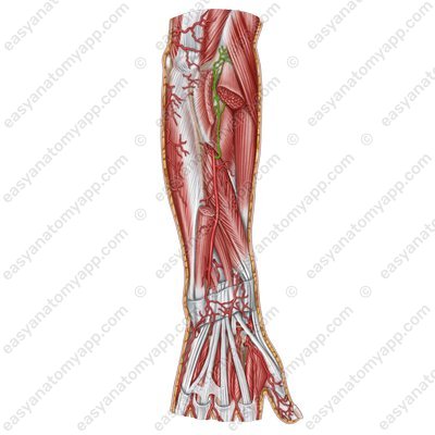 Recurrent interosseous artery (arteria interossea recurrens)